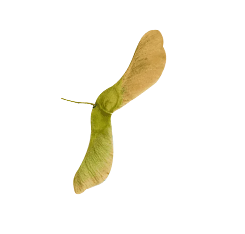 Sycamore Leaf