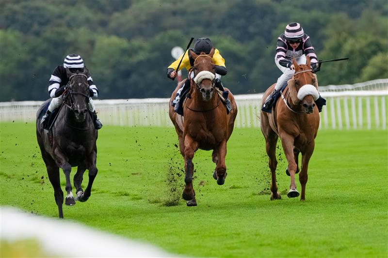 Three horses racing at our previous NCAA Race Day.