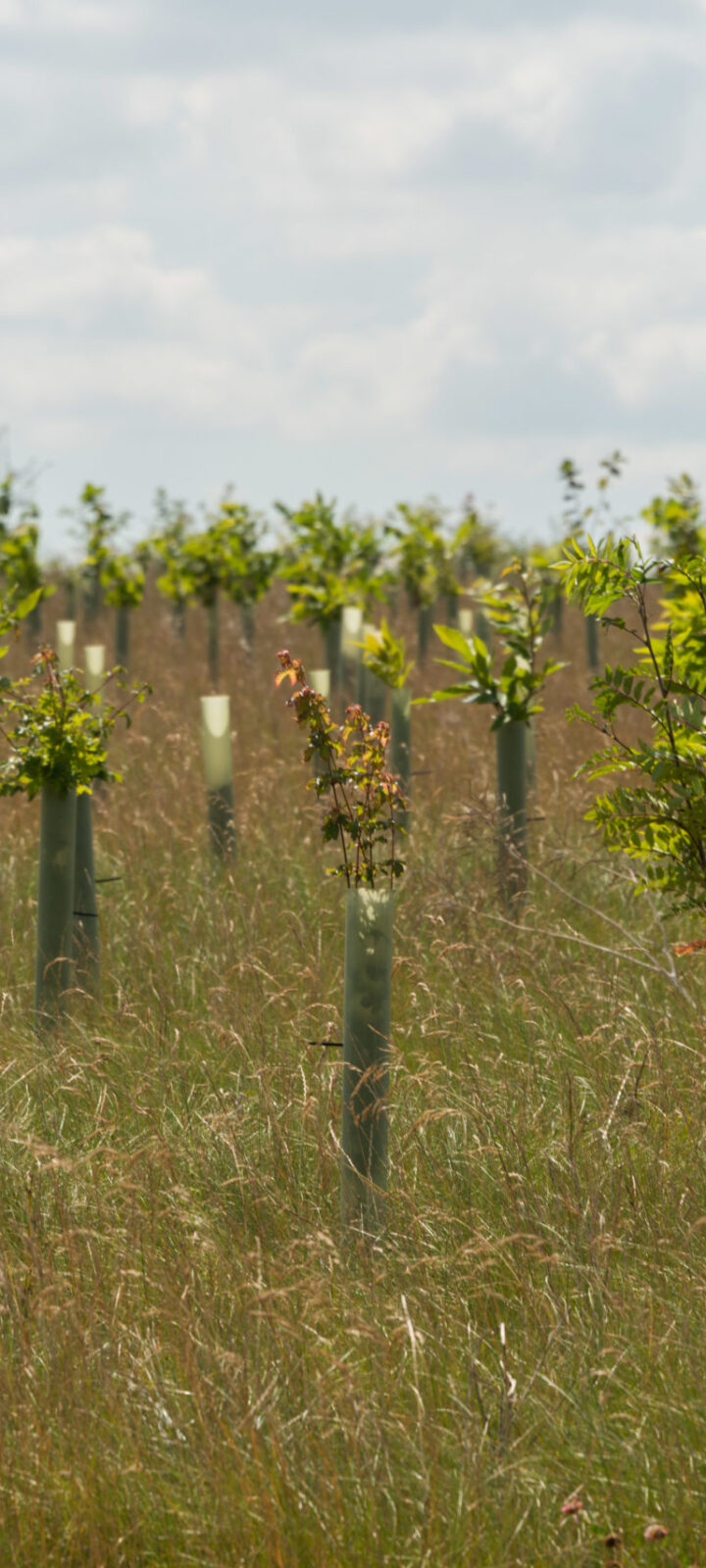 Plant A Tree In Memory