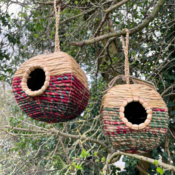 A front on picture of two spherical Artisan Bird Nester nested in a tree